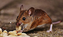 24 Hour & Emergency Exterminators in Shepley, WI